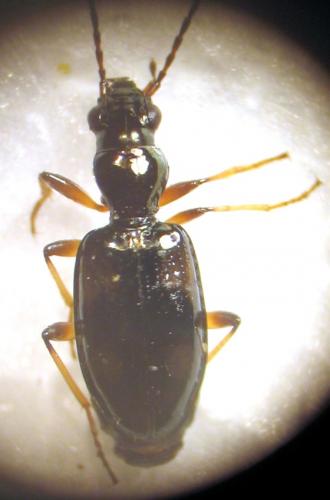 Réf. 17 966 : Bembidion genei illigeri