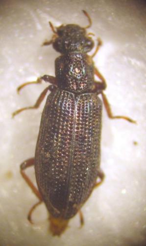 Hydrochus sp.