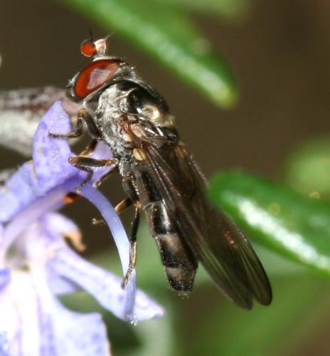 Pelecocera lusitanica