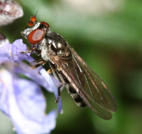 Pelecocera lusitanica