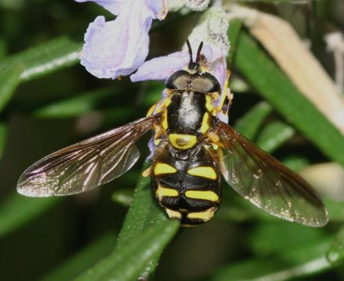 Chrysotoxum sp.