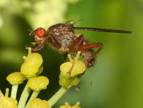 Scathophaga sp.