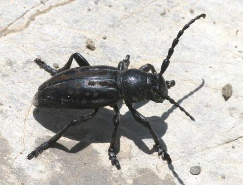 Réf. 17 300 : Iberodorcadion fuliginator