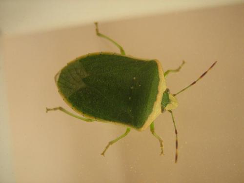 Nezara viridula