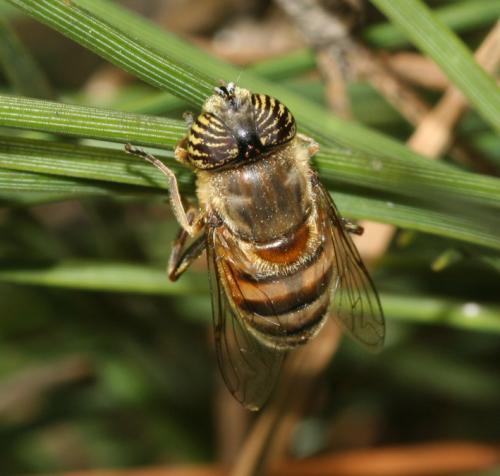 Réf. 17 110 : Eristalinus taeniops