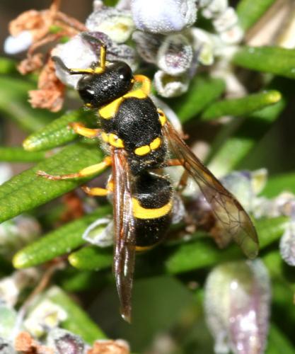 Réf. 17 108 : Ancistrocerus sp.