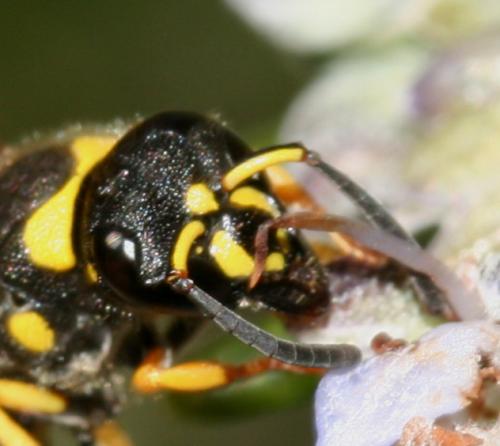 Réf. 17 109 : Ancistrocerus sp.