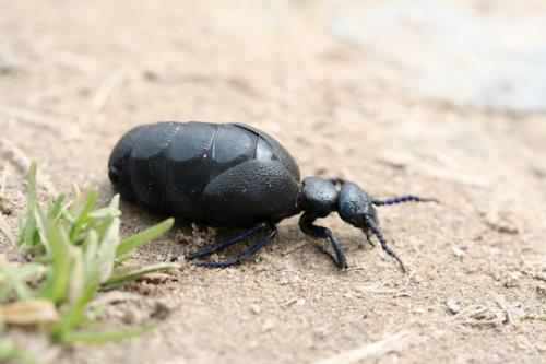 Meloe sp.