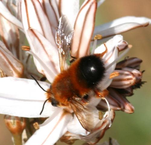 Megachile (parietina-sicula)