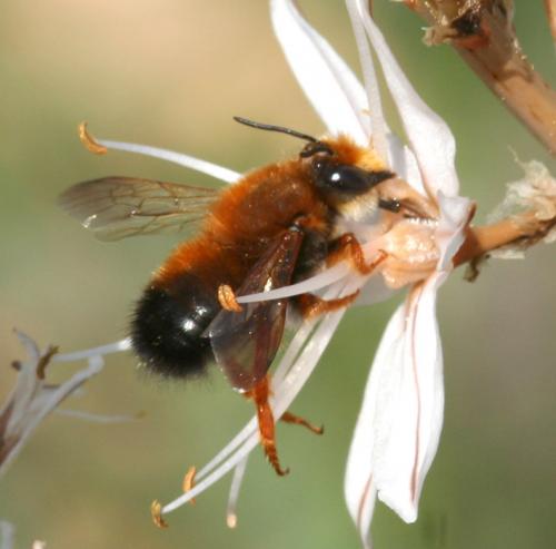 Megachile (parietina-sicula)
