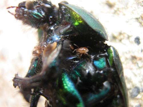 Geotrupes mutator