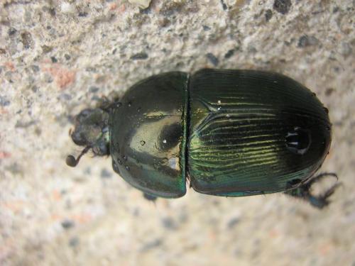 Geotrupes mutator