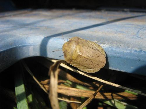Eurygaster austriaca