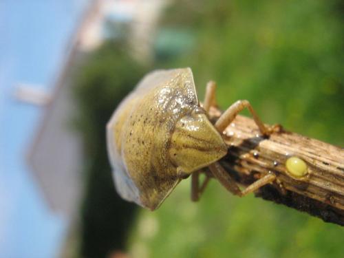 Eurygaster austriaca