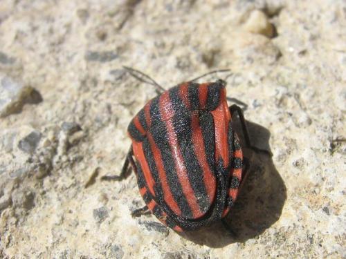 Réf. 17 593 : Graphosoma italicum