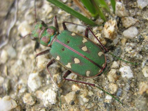 Réf. 17 592 : Cicindela maroccana pseudomaroccana
