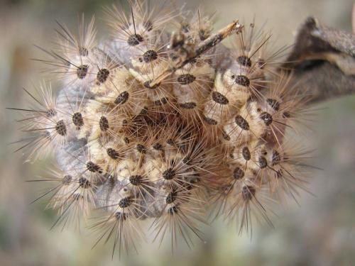 Cymbalophora pudica