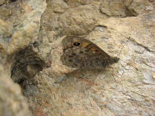 Lasiommata megera