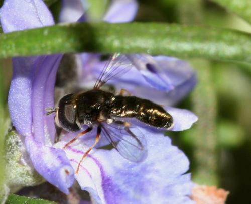 Réf. 17 167 : Paragus sp.