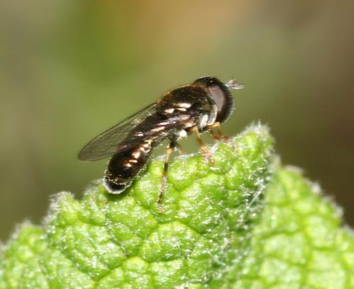 Paragus sp.