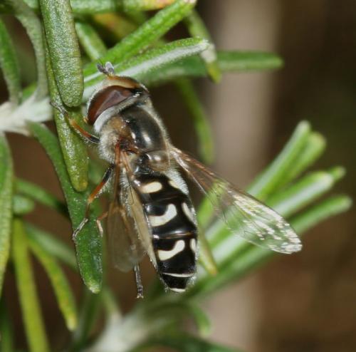 Réf. 17 198 : Scaeva pyrastri