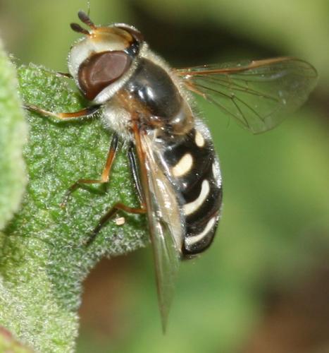 Réf. 17 217 : Scaeva pyrastri
