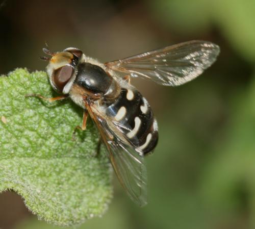 Scaeva pyrastri