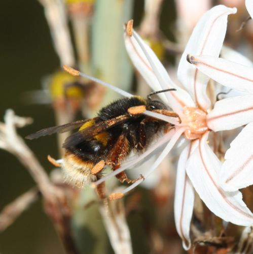 Bombus sp.