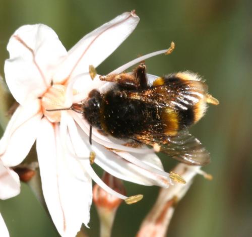 Bombus sp.