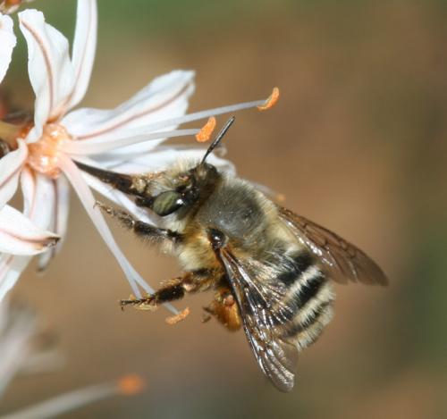 Anthophora dispar