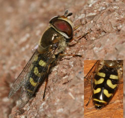 Réf. 17 254 : Scaeva dignota