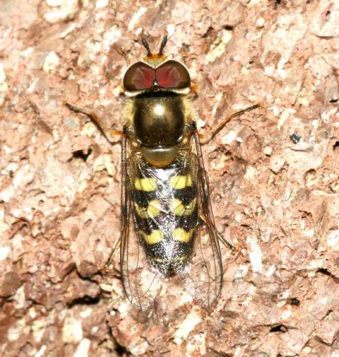 Scaeva dignota