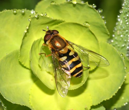 Réf. 17 293 : Syrphus vitripennis