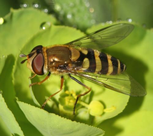 Réf. 17 294 : Syrphus vitripennis