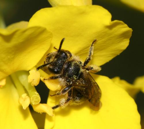 Andrena sp.
