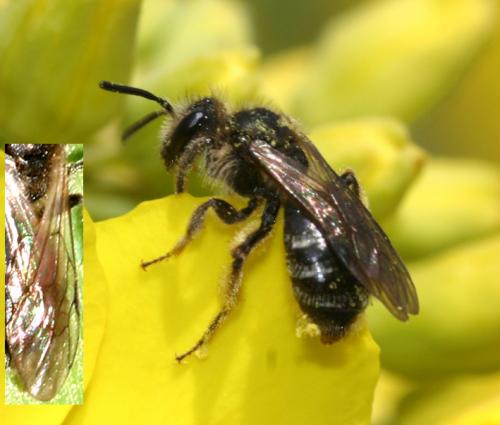 Andrena sp.