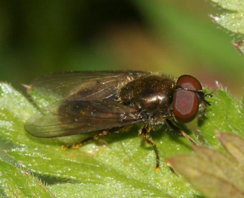 Cheilosia sp.
