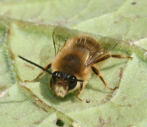 Eucera sp.