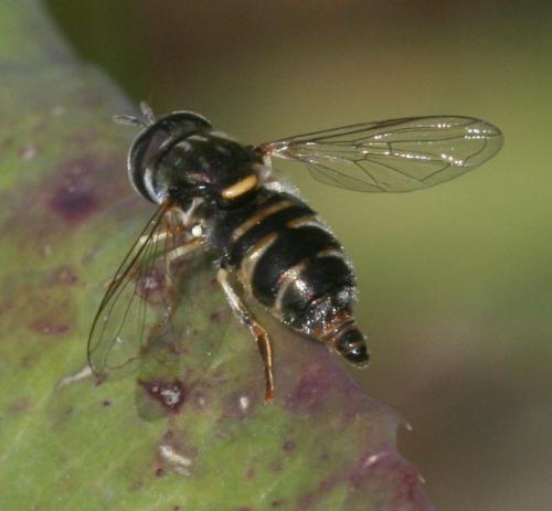 Réf. 17 346 : Paragus sp.