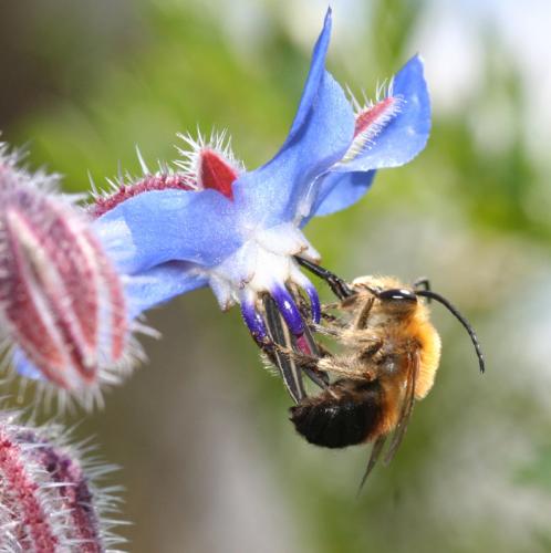 Réf. 17 444 : Eucera sp.