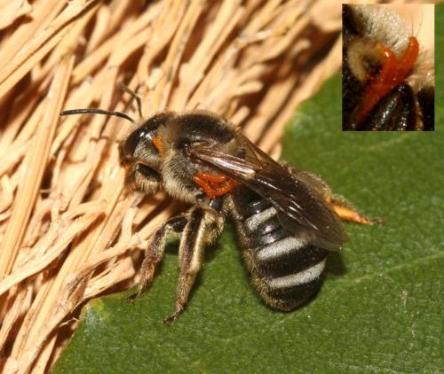 Lasioglossum leucozonium