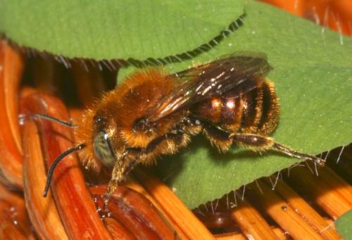 Osmia sp.