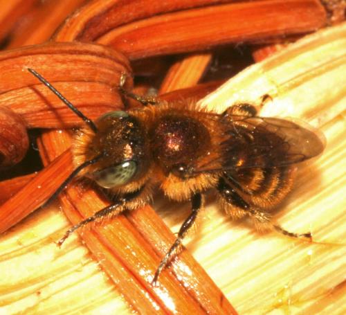 Osmia sp.