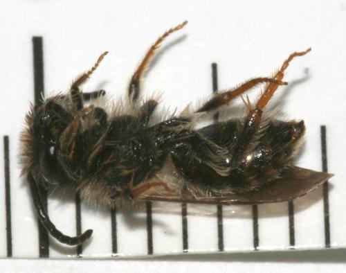 Osmia sp.