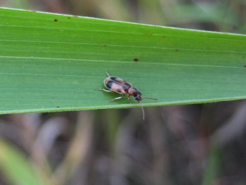 Notoxus sp.