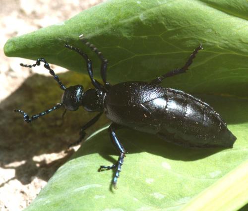 Meloe violaceus