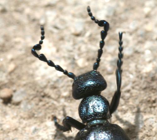 Réf. 17 688 : Meloe violaceus