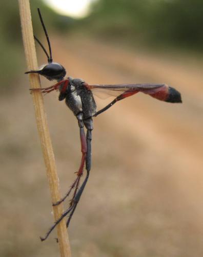 Réf. 17 552 : Ammophila heydeni