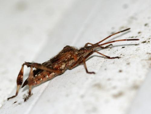 Leptoglossus occidentalis