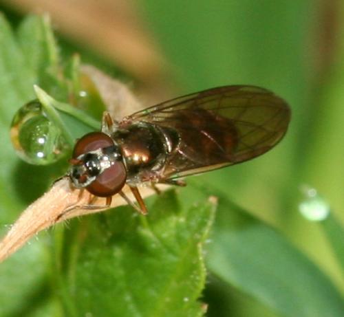 Réf. 17 738 : Melanostoma scalare